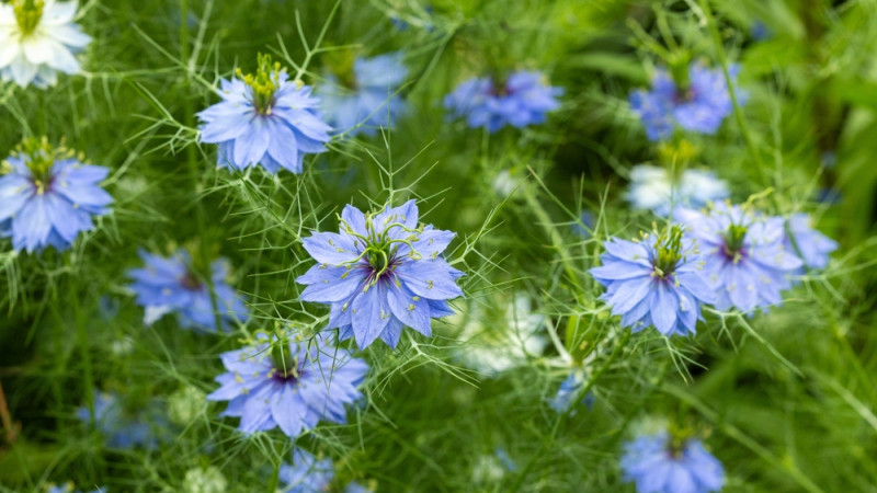 Les bienfaits de la nigelle