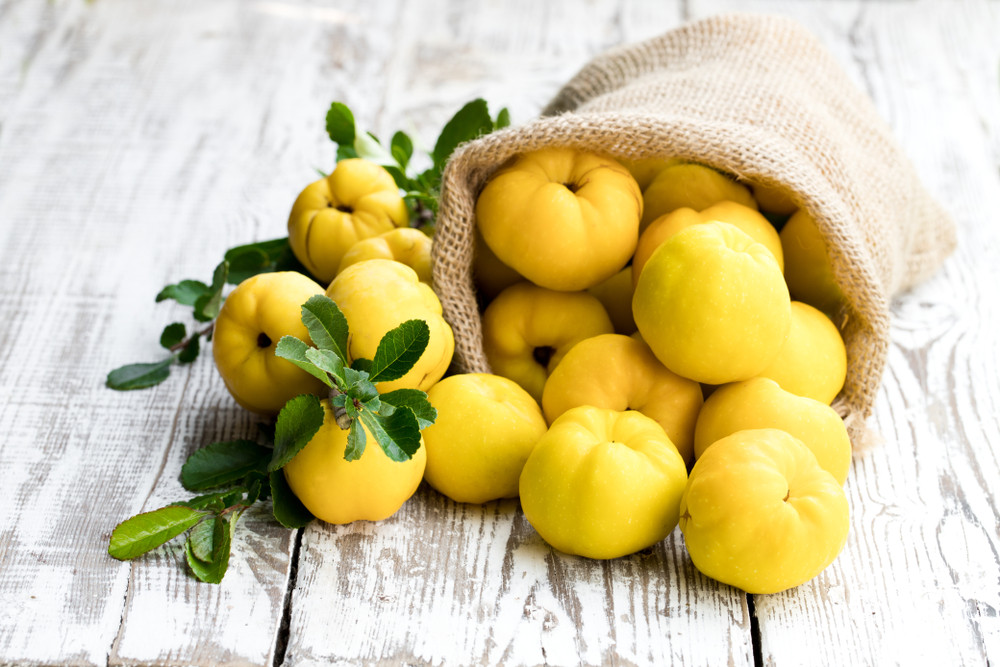 Le coing, quel est ce fruit peu connu aux bienfaits pour la santé ?