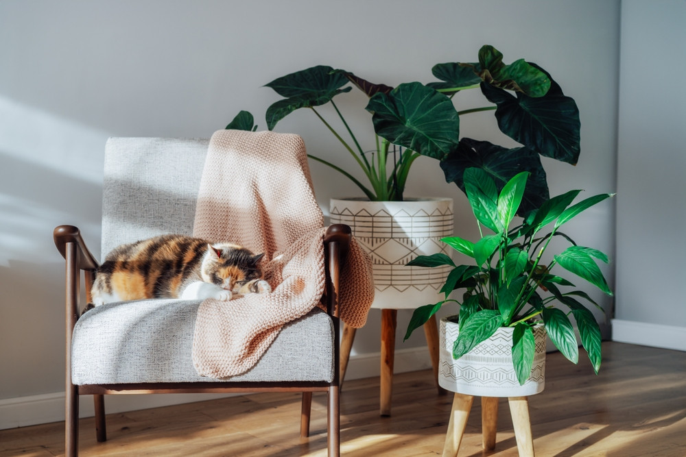 Les meilleures plantes dépolluantes pour votre maison