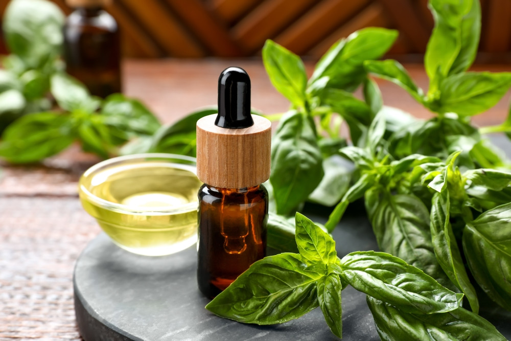 Les bienfaits de l'huile essentielle de basilic
