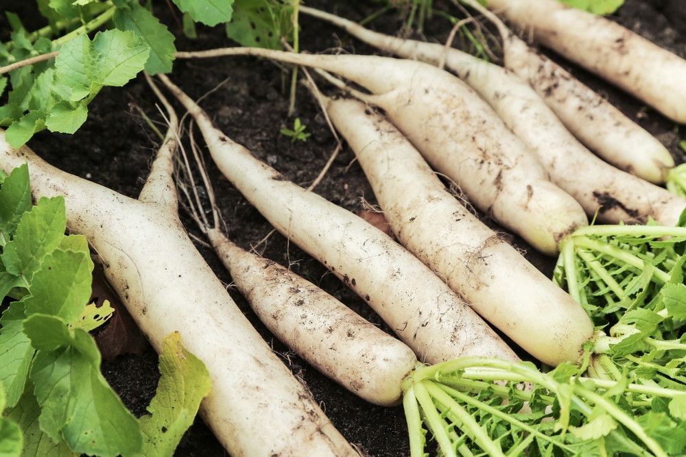 5 bonnes raisons de manger du radis blanc