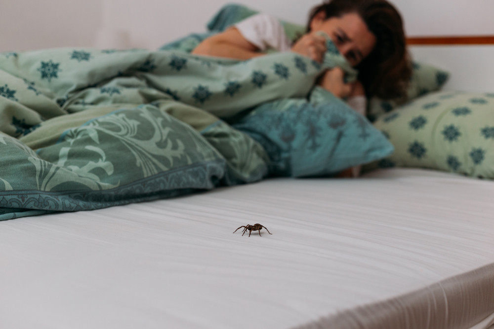 Comment surmonter l’arachnophobie, la peur des araignées ?