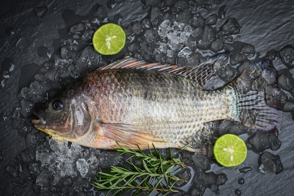 Le tilapia est-il calorique ?