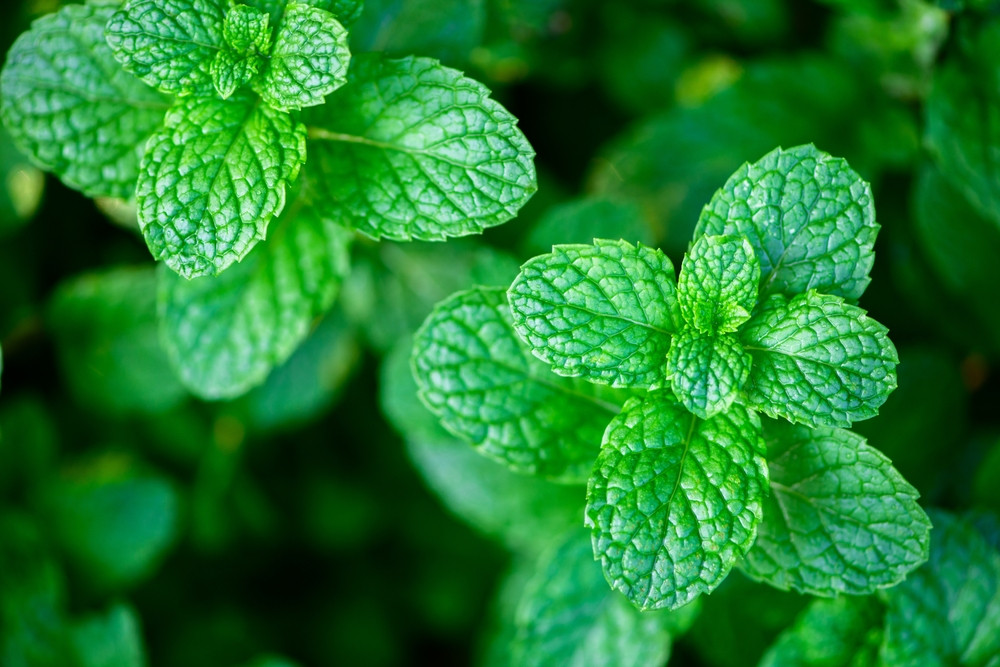 Quels sont les différents types de menthe ?