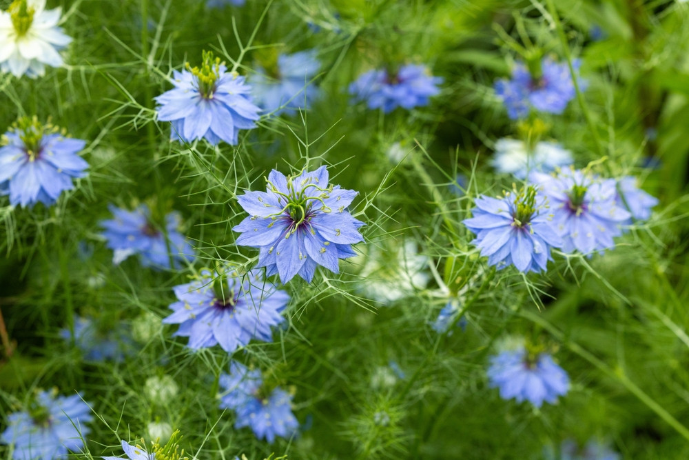 Les bienfaits de la nigelle