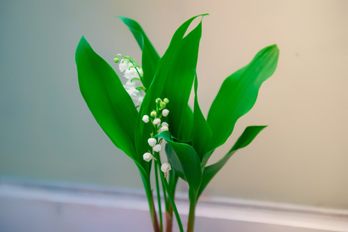 Pourquoi offre-t-on du muguet au 1er mai ?