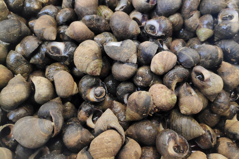 Comment faire cuire et assaisonner des bigorneaux ?