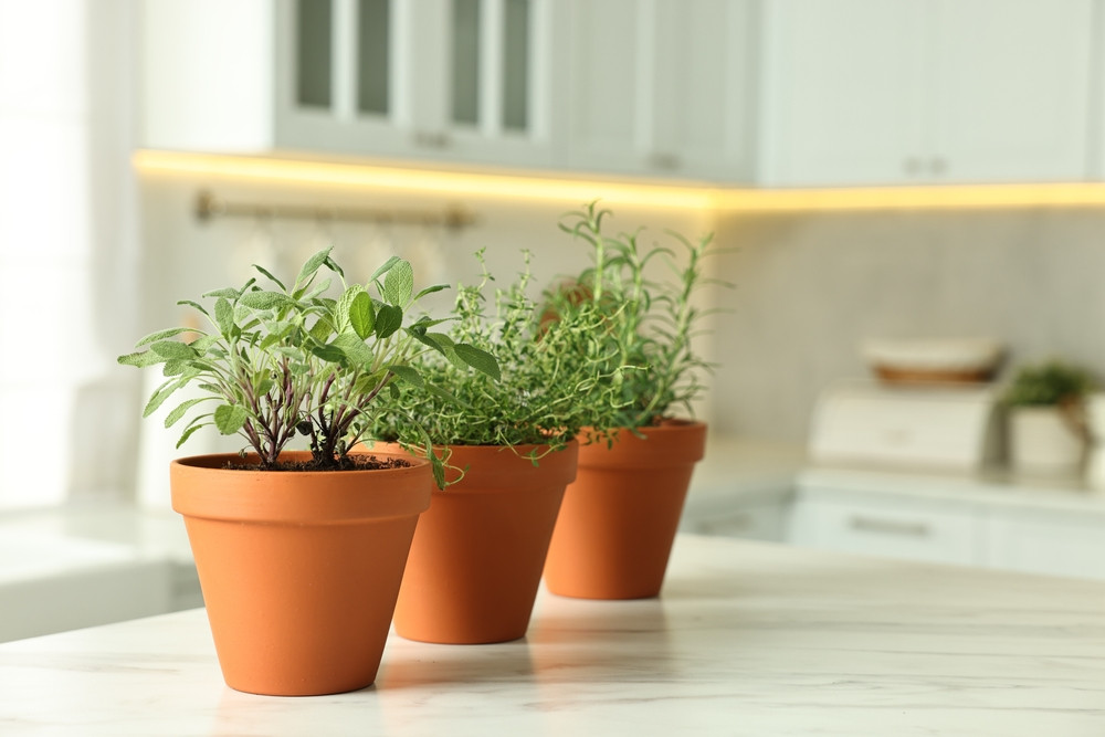 5 aromates qui se cultivent facilement à la maison