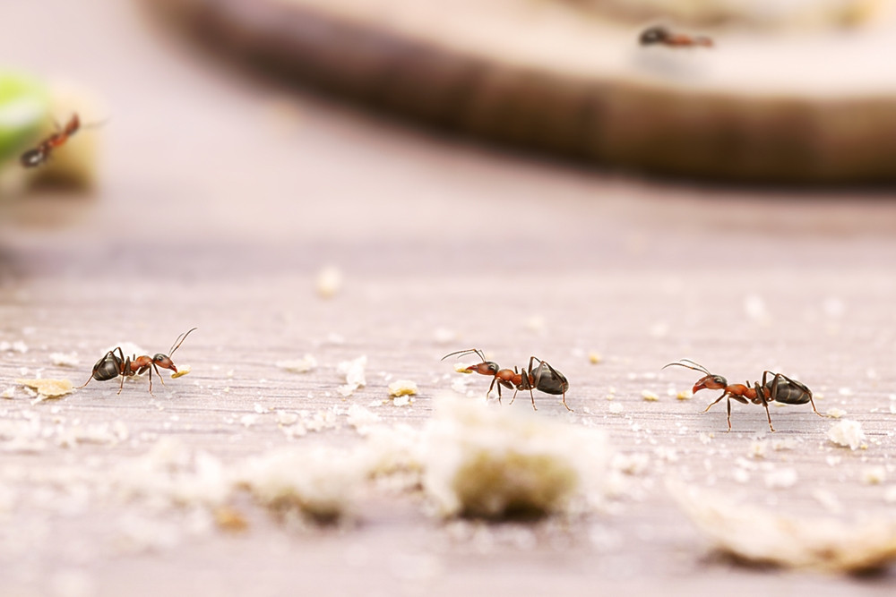 Comment repousser les fourmis de votre cuisine ?