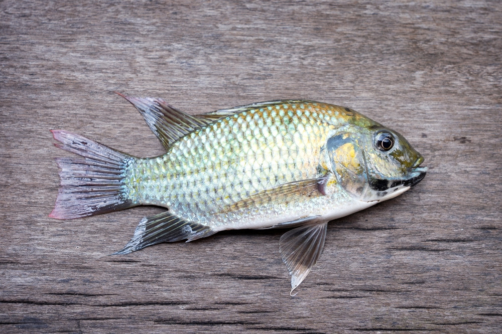 5 bonnes raisons de manger du tilapia
