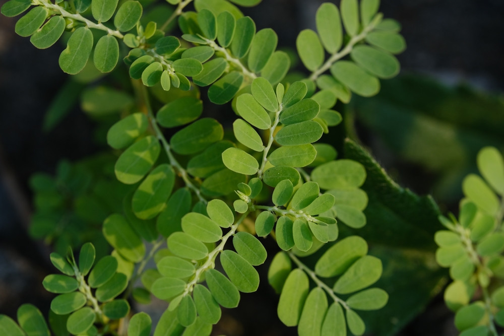 Comment se consomme le moringa ?
