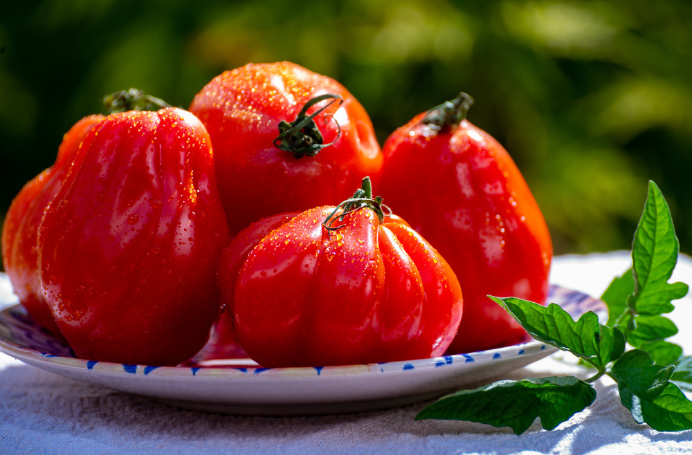 tomates potager