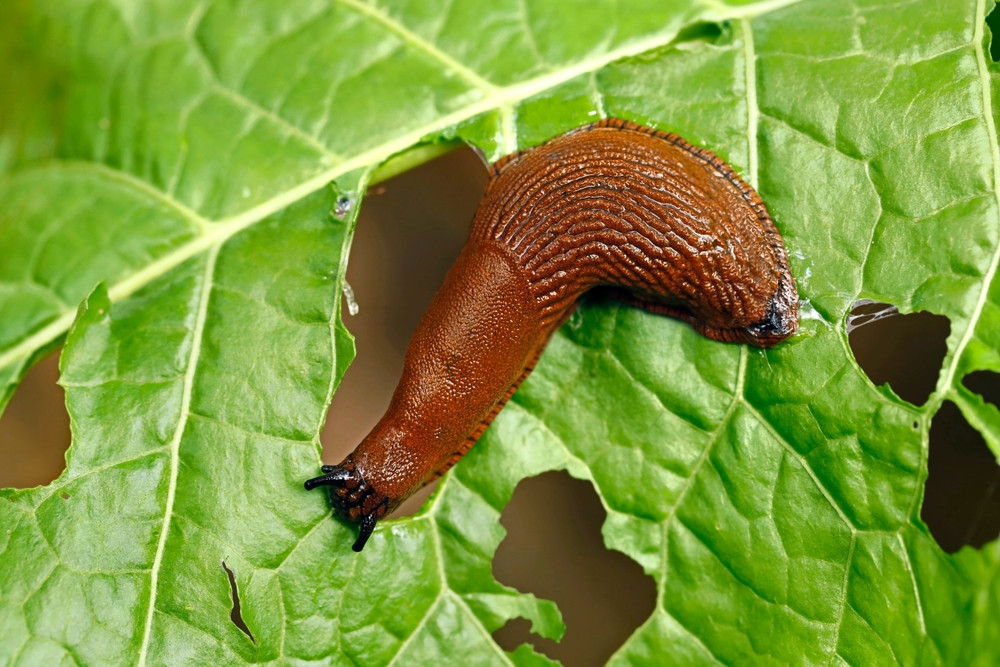 Comment se débarrasser des limaces dans son potager ?