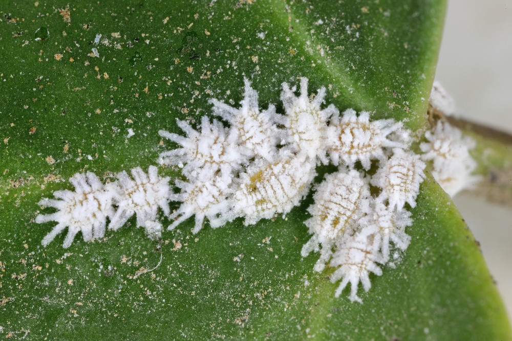 Tout savoir sur la cochenille