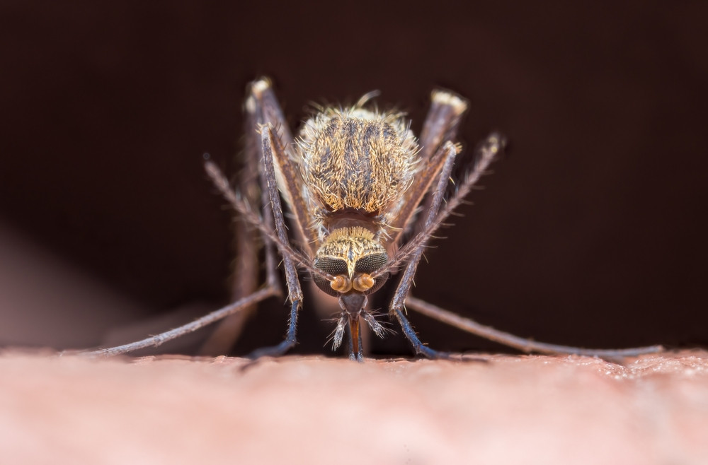 Quelles plantes éloignent les moustiques ?