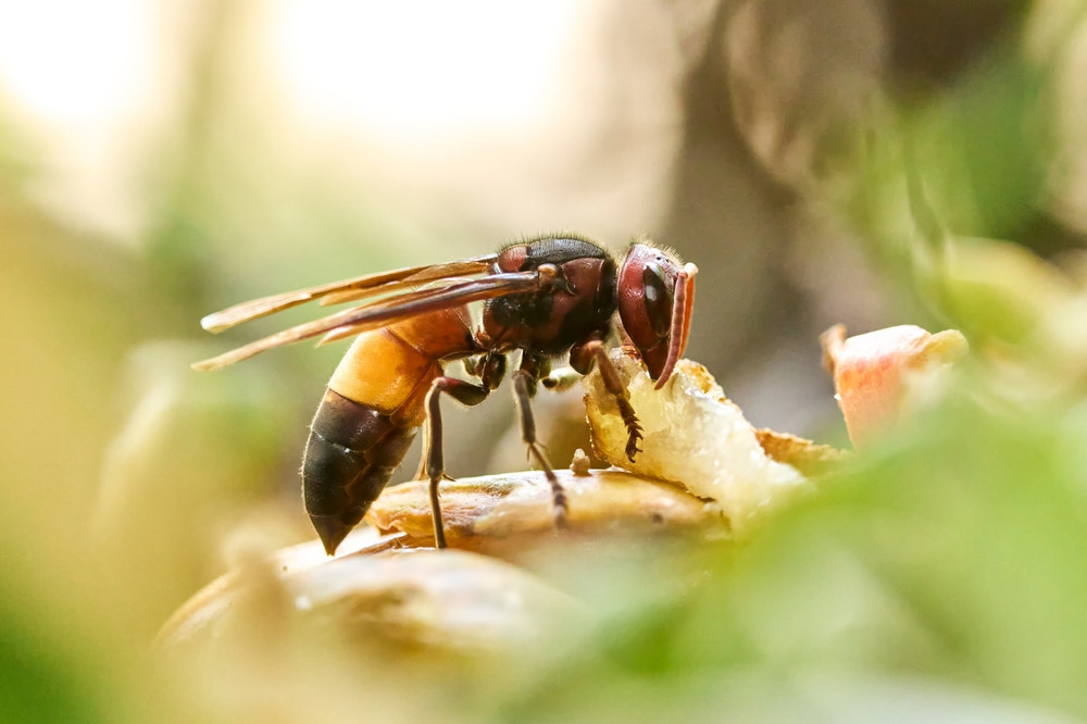 Attention à ces plantes qui attirent les frelons asiatiques