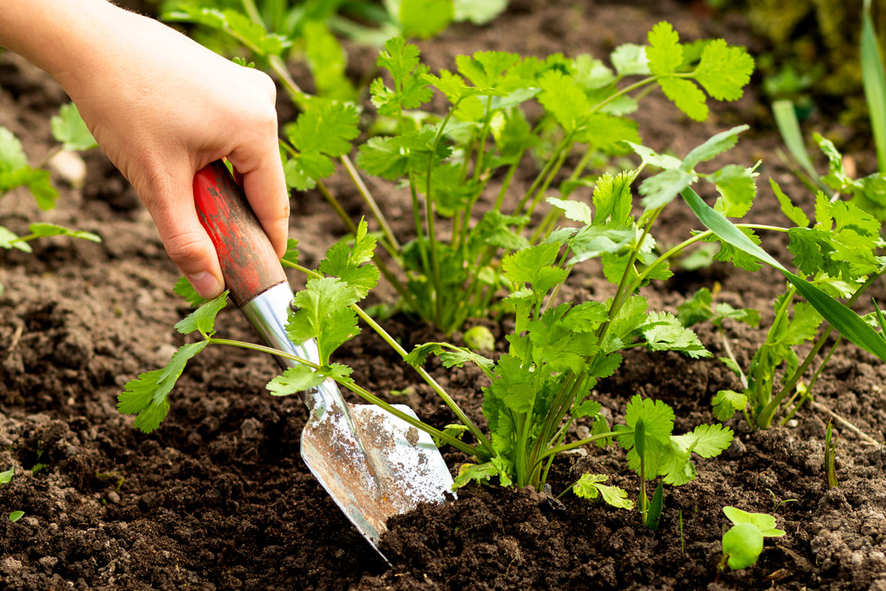 5 erreurs à éviter quand on plante de la coriandre dans son jardin