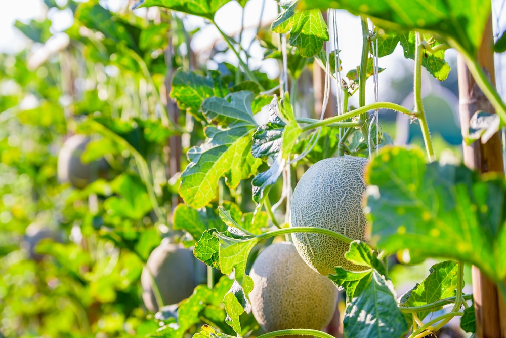 melon japonais