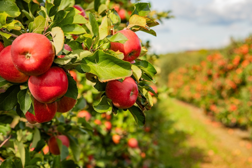 Top 5 des arbres qui donnent le plus de fruits rapidement