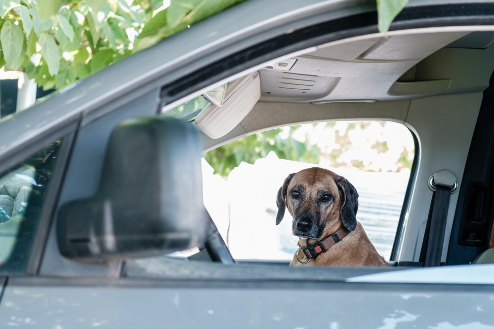 chien dans une voiture