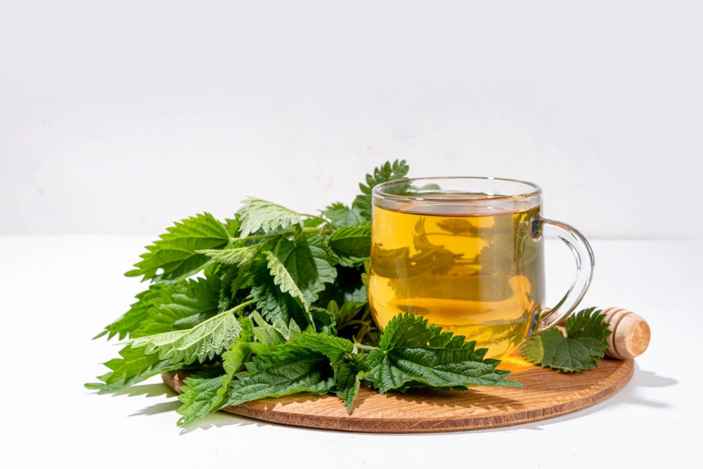 tisane d'ortie