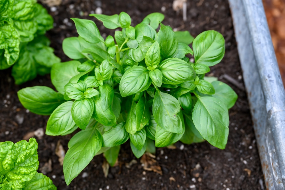 5 erreurs à éviter quand on plante du basilic dans son jardin