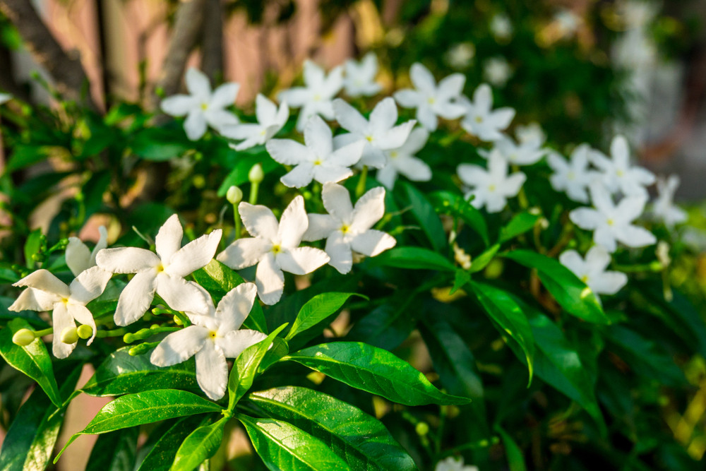 jasmin