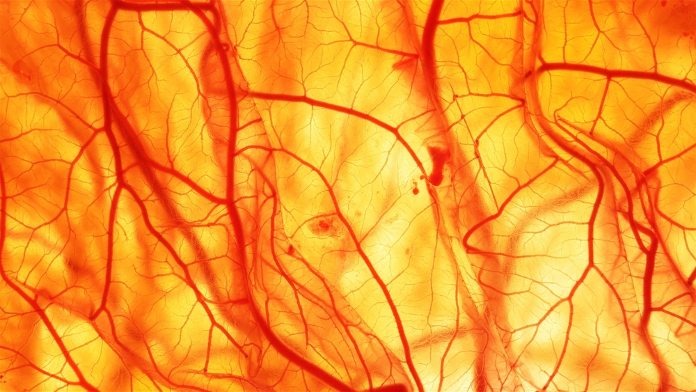 Comment protéger ses vaisseaux sanguins ?