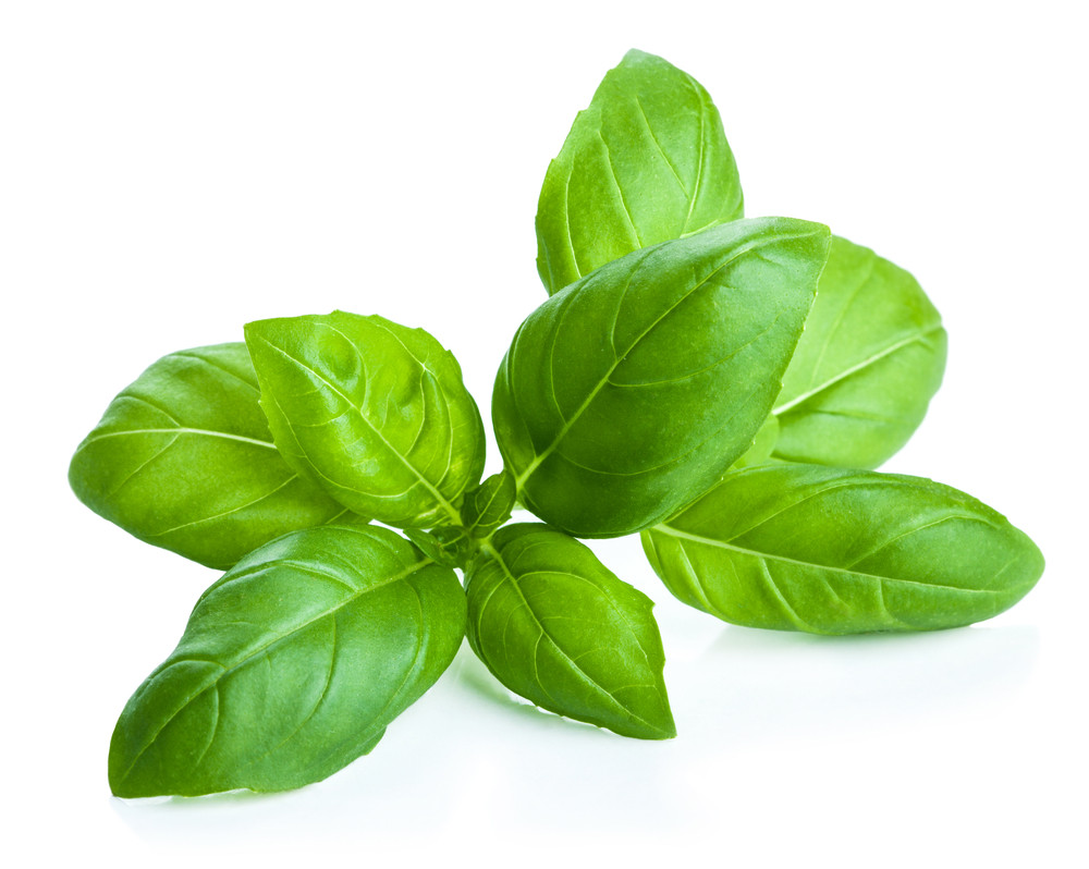 basilic basilic