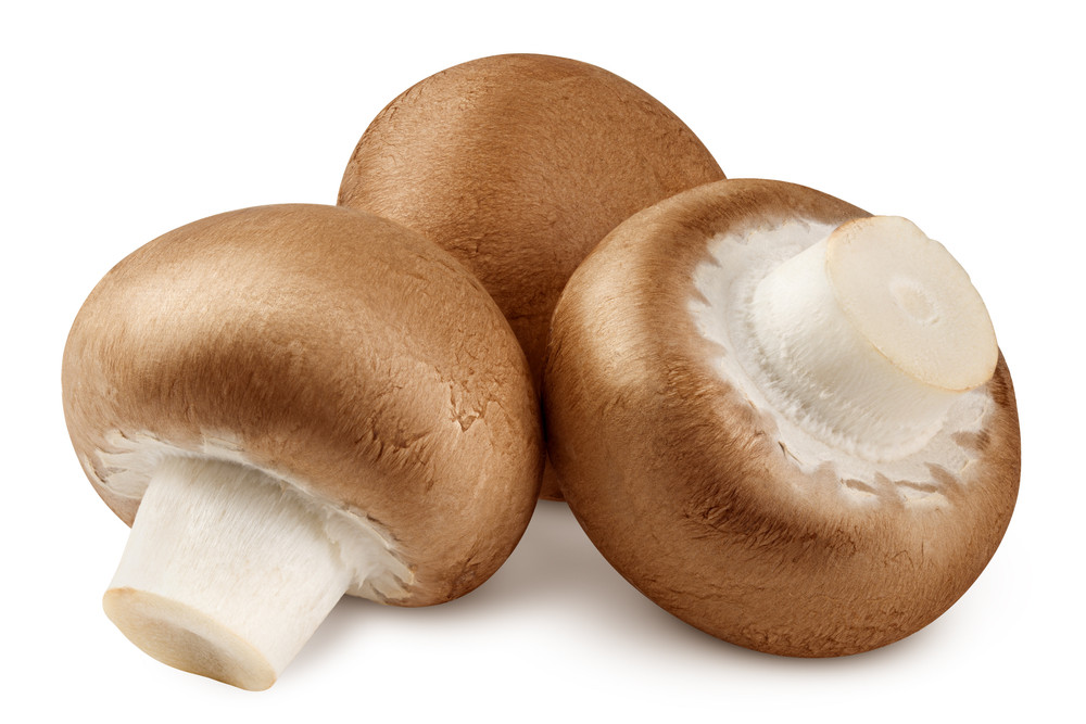 champignon champignon