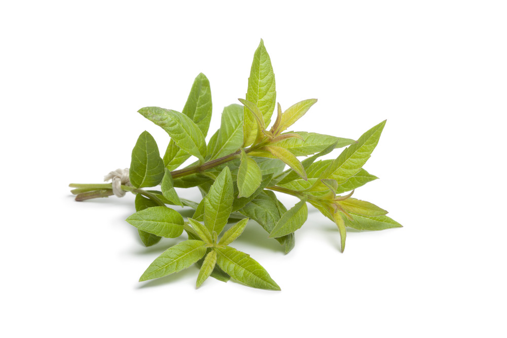 verveine