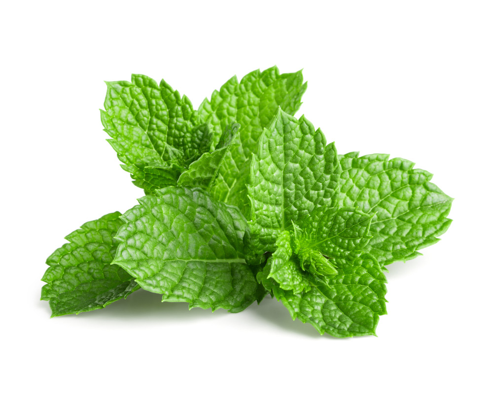menthe fraîche