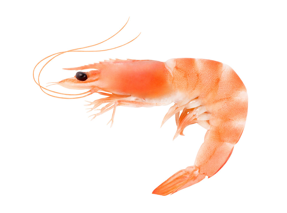 crevettes crevettes