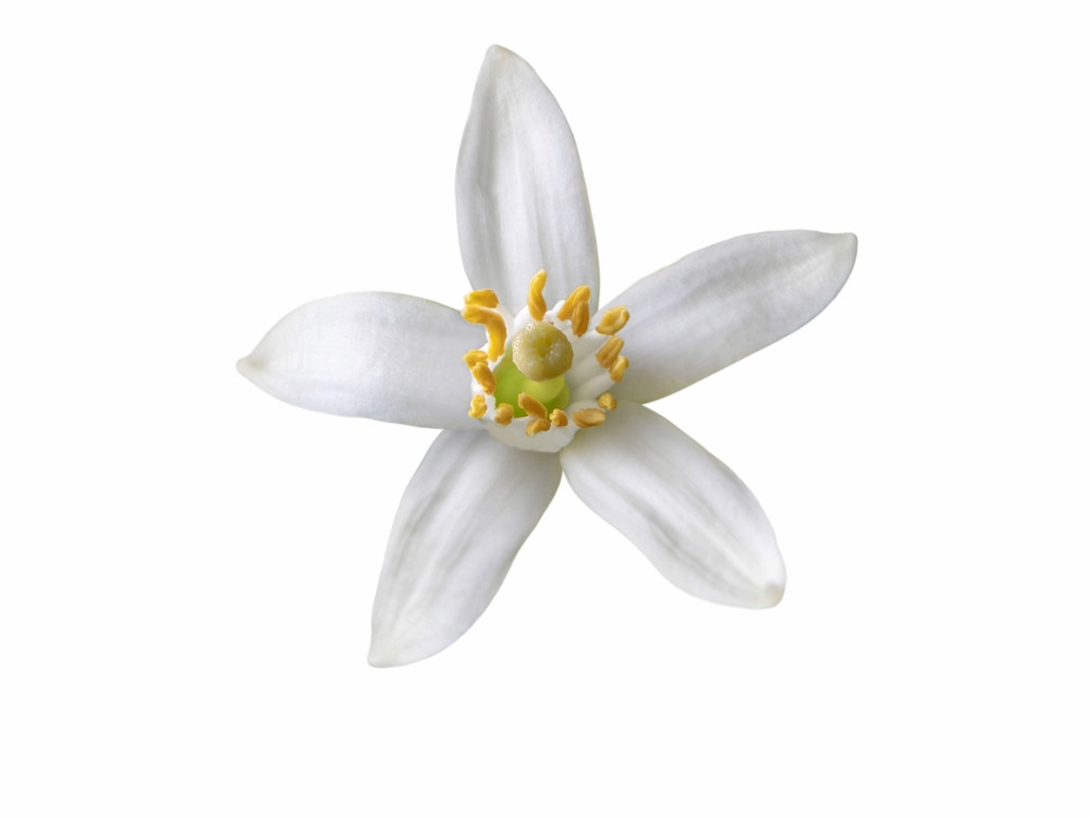 fleur d'oranger fleur d'oranger