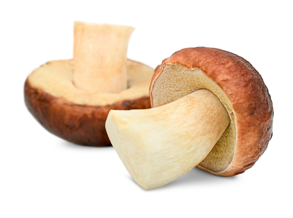 cèpes cèpes