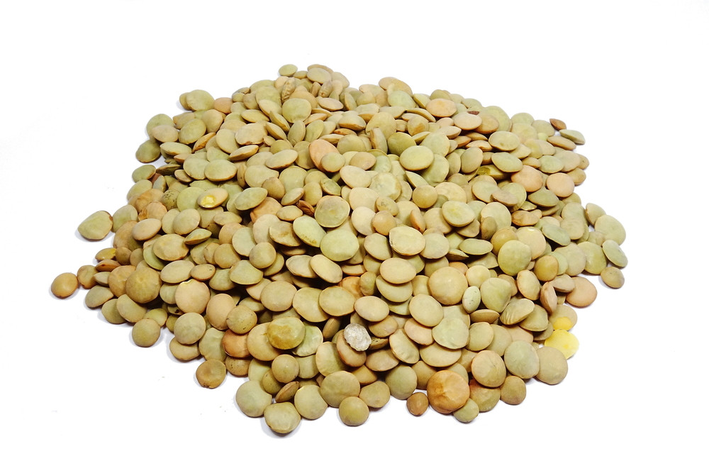 lentilles vertes cuites lentilles vertes cuites