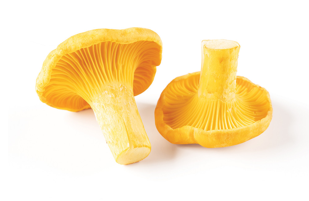 Chanterelles Chanterelles