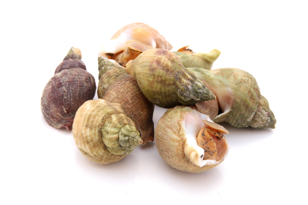 bulots avec coquilles bulots avec coquilles