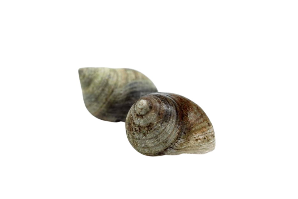 bigorneaux avec coquilles bigorneaux avec coquilles