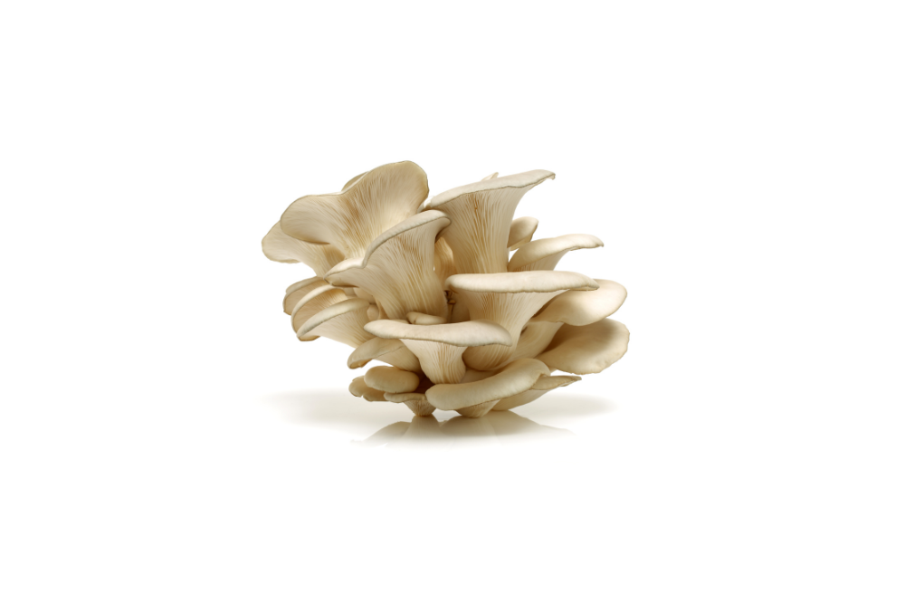 Pleurote Pleurote