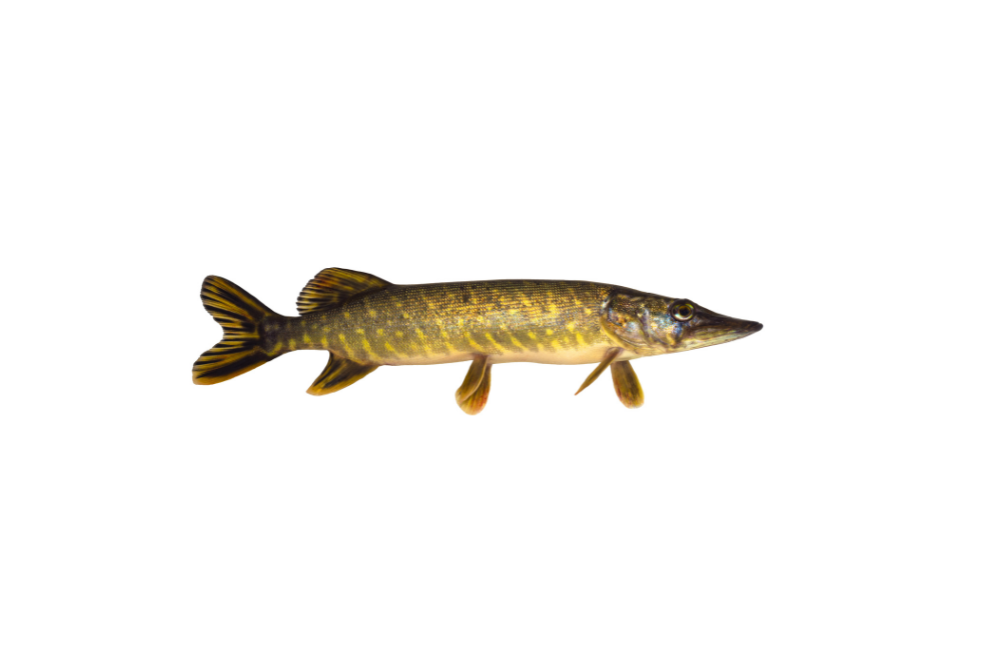 Brochet Brochet