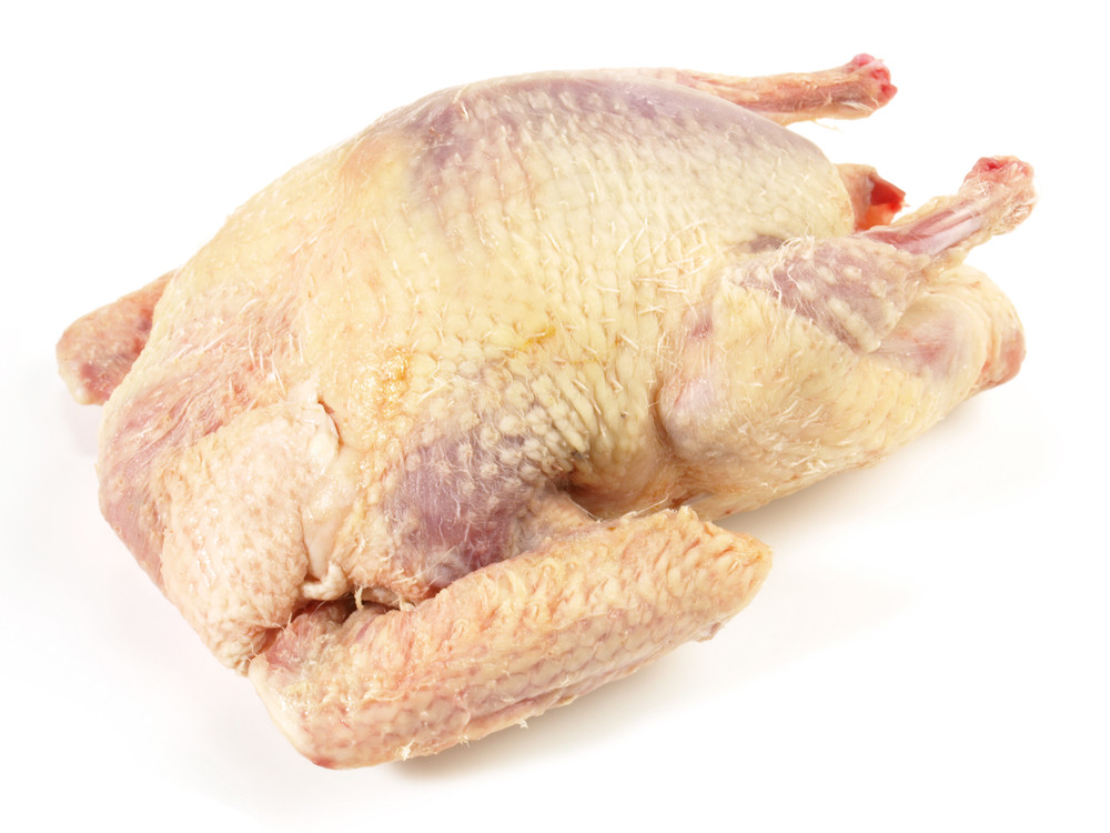 pigeon pigeon