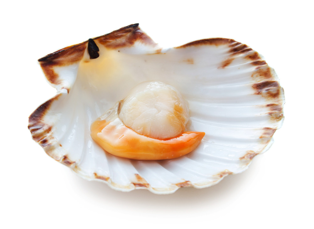 coquille Saint-Jacques coquille Saint-Jacques