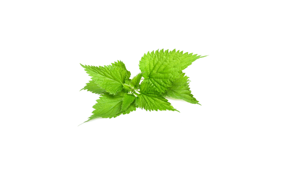 feuilles d'orties