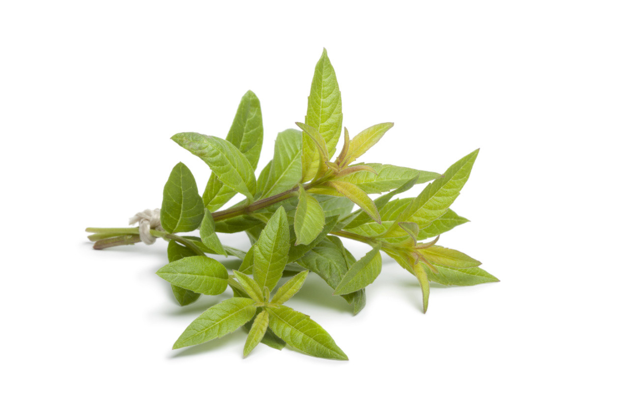 Verveine feuille Verveine feuille