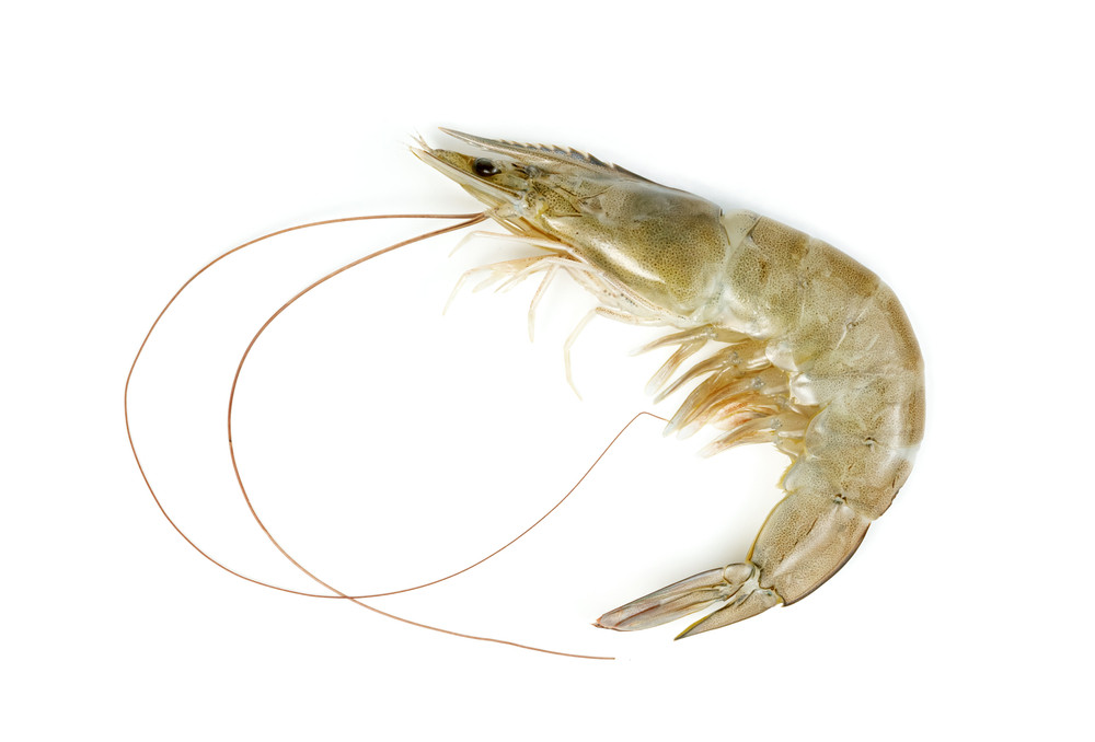 Crevettes grises Crevettes grises