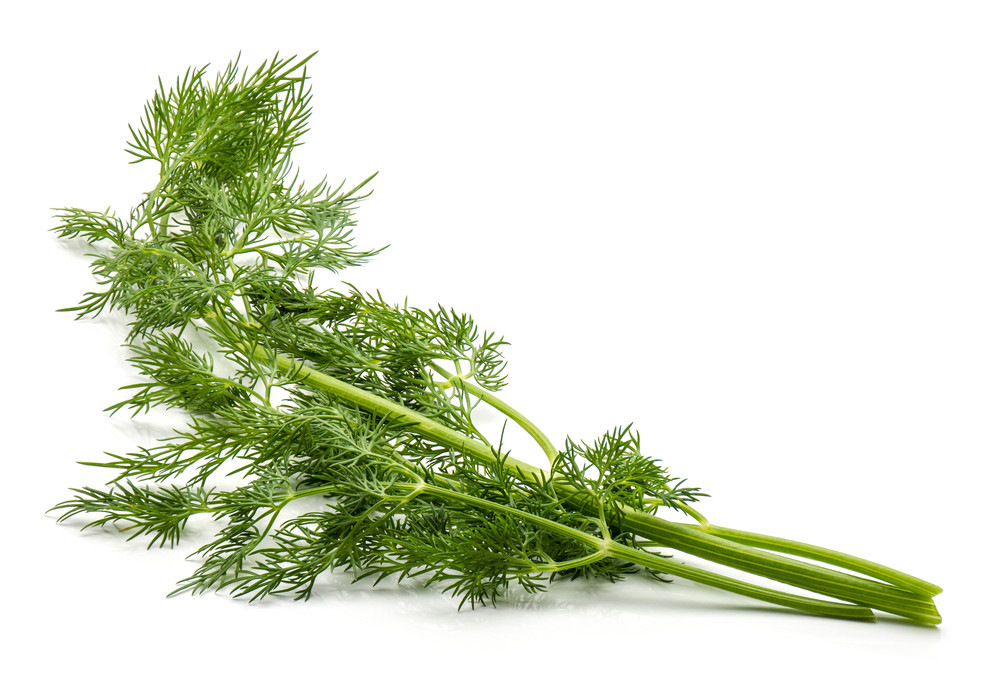branche(s) de fenouil branche(s) de fenouil