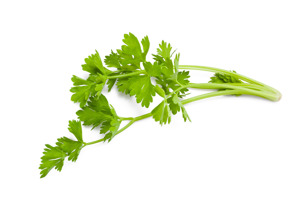 branche(s) de céleri