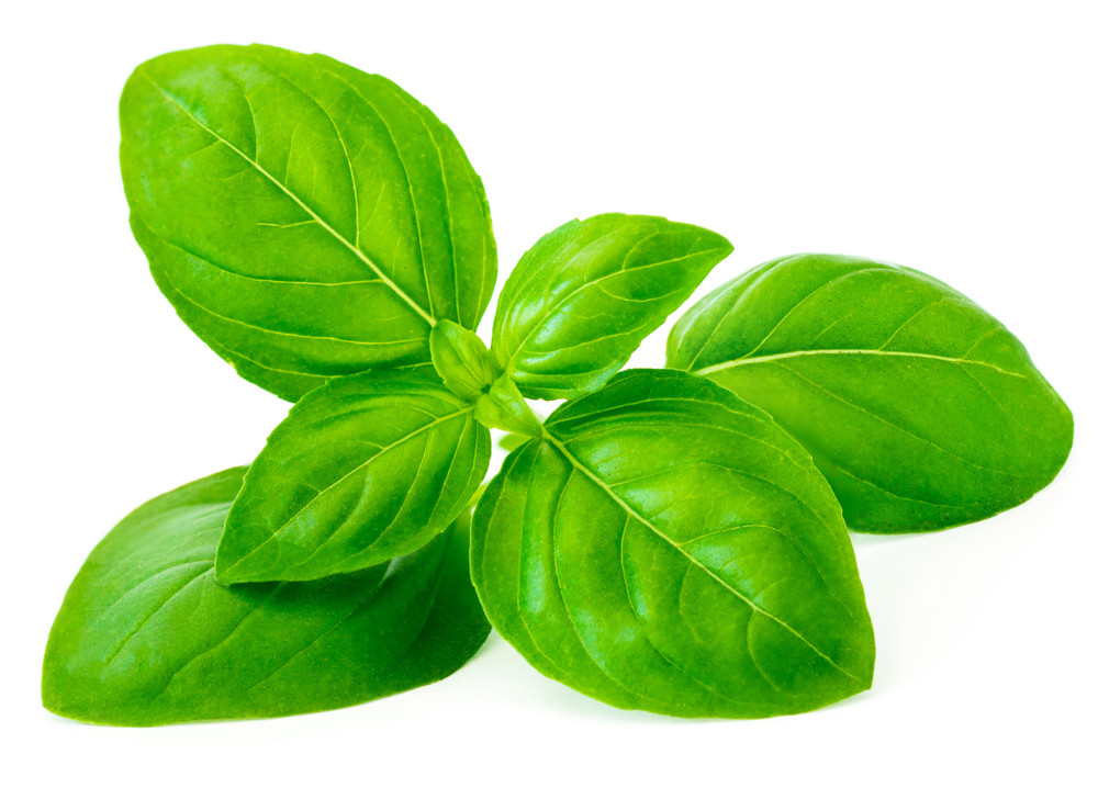 feuille(s) de basilic feuille(s) de basilic
