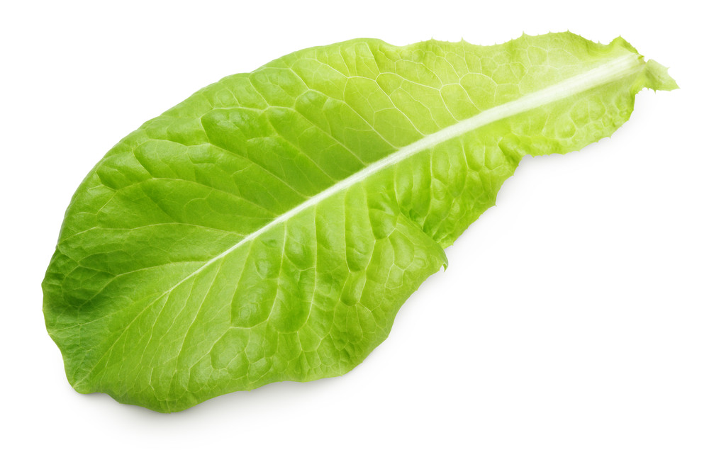 feuille(s) de laitue